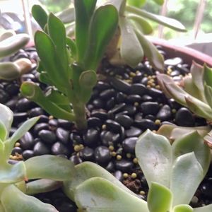 Directo de fábrica, piedra Natural negra de alto pulido, piedra de paisaje de roca de Río adoquín para decoración al aire libre - Product Image 5