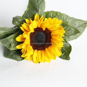 I girasoli hanno assunto un significato simbolico in varie culture, rappresentando ledegnità, l'adorazione e la longevità. Eroli sacri - Product Image 6