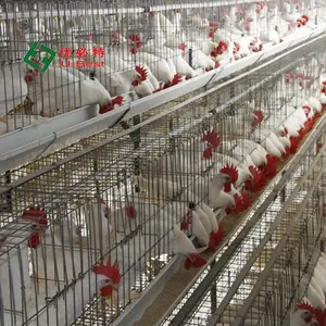 Buona qualità sistema di allevamento uova ovaiole galline galline allevamento pollame prezzo attrezzature