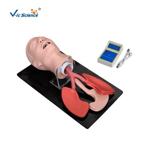 Modèle d'intubation de la trachée humaine avancé Vic Science Medical Science Nursing Manikin, modèle d'éducation VIC-407A, écologique - Product Image 1