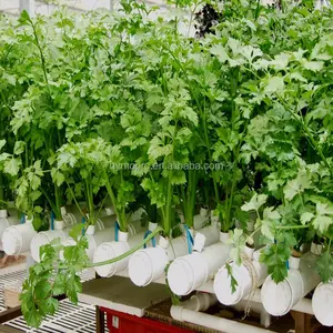 White Color 90mm 110mm Hydroponics In Pvc Pipe For Lettuce Hydroponics Plant Pvc Pipe