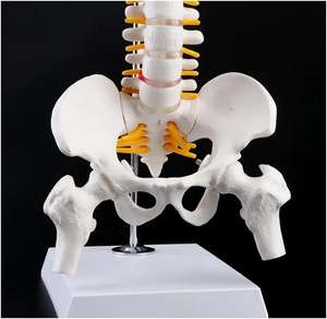 <span class=keywords><strong>Model</strong></span> Anatomi Tulang Belakang Manusia Ukuran Asli untuk Ilmu Kedokteran, <span class=keywords><strong>Model</strong></span> Anatomi Tulang Belakang Medis - Product Image 5