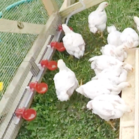 YYX LMB09 Abreuvoir automatique en plastique pour cailles, poulets, oiseaux, pigeons, cage à poulets