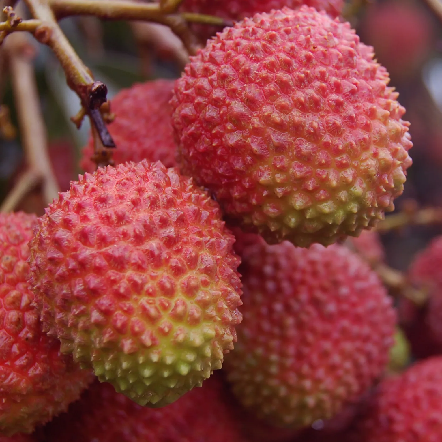 Frisches exklusives Obst/frisches Lychi heißer Verkauf exportiert