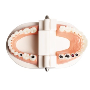 Modelo Dental Infantil para el Cuidado Bucal, Modelo de Jardín de Infancia para Cepillarse los Dientes, Equipo de Terapia Oral, Accesorios - Product Image 5