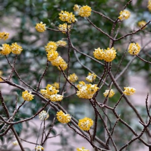 Edgeworthia Chrysantha <span class=keywords><strong>Lindl</strong></span>. Plantas Decorativas Naturales para Jardín, Flores, Precios de Mayoreo, Adornos, Plantas en Maceta de Vivero - Product Image 4