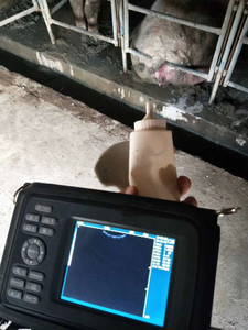 Scanner ad ultrasuoni portatile ad ultrasuoni medico veterinario animale per suini, bovini, ovini, canini - Product Image 2