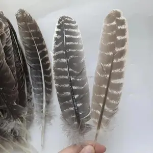 Certificated 10-12'' 25-30cm Turkey feather barred turkey wing feathers for DIY cloth skirt decor