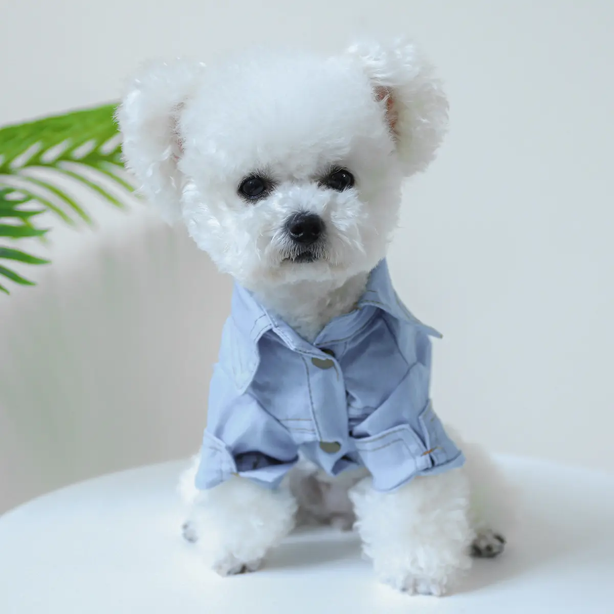 लोकप्रिय पालतू पिल्ला कपड़े वसंत और शरद ऋतु की जल्दबाजी; ई पालतू कुत्ते की पोशाक पालतू जानवर के लिए बिल्ली स्कर्ट