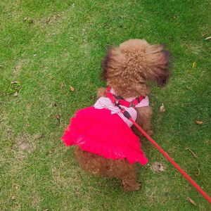 Bahar yaz yeni varış köpek kedi giyim pet malzemeleri çizgili askı örgü etek elbise küçük orta ölçekli köpek giysileri ch9001 - Product Image 6