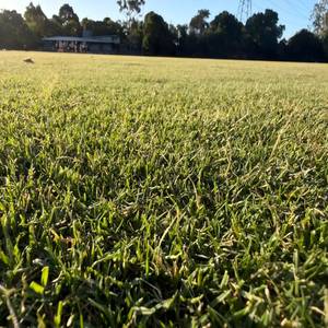 Césped <span class=keywords><strong>Artificial</strong></span> Verde Grueso de Felpa, Directo de Fábrica, Duradero, Ideal para Mascotas, Perfecto para Jardín, Patio y Paisajismo Exterior - Product Image 6