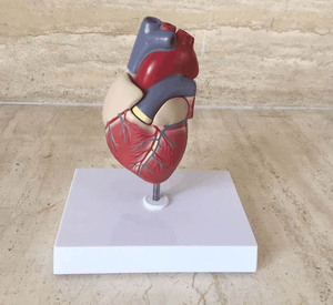 Trái Tim mô hình trái tim mô hình trái tim tháo gỡ cho giảng dạy y tế tim khoa học giải phẫu y tế giảng dạy con người cuộc sống-kích thước mô hình trái tim - Product Image 1