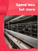 Système d'alimentation automatique de type H pour cages à poules pondeuses en batterie