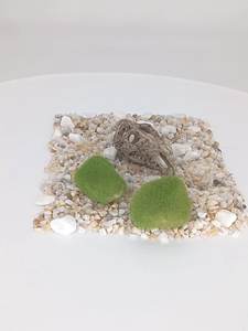 Dinosaurus Hars Schedel <span class=keywords><strong>Aquarium</strong></span> En <span class=keywords><strong>Aquarium</strong></span> Ornamenten, Waterplanten Landschapsarchitectuur Decoratie Huisdier Versieren Accessoire - Product Image 2