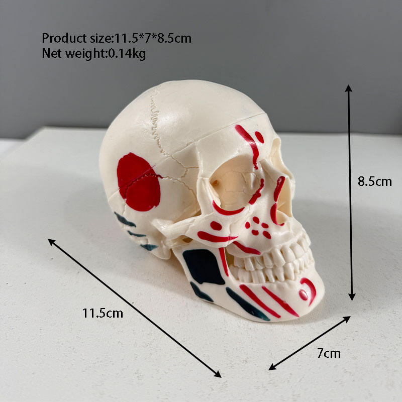 Modelo de calavera pequeña para pintar con aerosol.