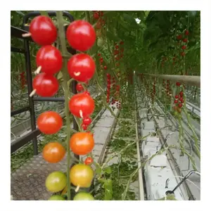中国农业番茄智能农场立式水培农场塑料棚多跨温室