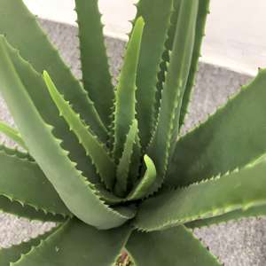 Maceta pequeña artificial suculenta de alta calidad, Aloe falso, decoración del hogar, escritorio, árbol realista, planta de Aloe <span class=keywords><strong>Vera</strong></span> - Product Image 4