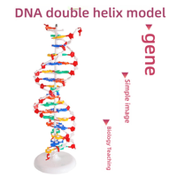 Grand modèle de structure en double hélice d'ADN en plastique Démonstration de paires de bases dans l'enseignement des sciences biologiques