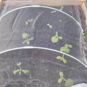 רשת הגנה לגינה נגד חרקים וציפורים מפלסטיק HDPE+ UV, רשת ארוגה בהזרקה - Product Image 5