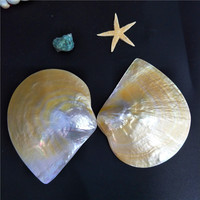 Vente directe d'usine Coquille naturelle polie noire et jaune en nacre de 11 cm à 14 cm