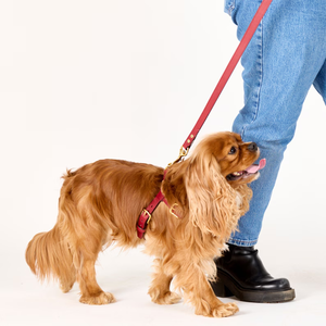 Hochwertiges Handgefertigtes OEM Luxus-Leder-Set aus Geschirr, Halsband und Leine für Haustiere, <span class=keywords><strong>Ideal</strong></span> für Mittlere, Große und Kleine Hunde - Product Image 5