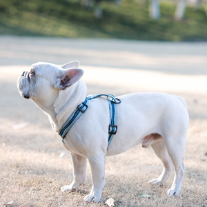 Laisse pour chien en <span class=keywords><strong>jacquard</strong></span>, avec <span class=keywords><strong>quincaillerie</strong></span> en alliage de zinc durable, laisse de promenade pour animaux de compagnie - Product Image 5