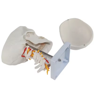Y tế khoa học giải phẫu PVC cuộc sống Kích thước mô hình giảng dạy kèm theo cổ tử cung Mô hình bộ xương người mô hình hộp sọ - Product Image 2