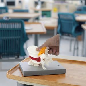 Modelo Anatómico <span class=keywords><strong>de</strong></span> <span class=keywords><strong>Esqueleto</strong></span> <span class=keywords><strong>Humano</strong></span> con Hernia Discal Lumbar para Estudiantes <span class=keywords><strong>de</strong></span> Medicina - Product Image 2