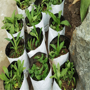 2025 Offre Spéciale <span class=keywords><strong>sac</strong></span> <span class=keywords><strong>sac</strong></span> graines de tournesol pour plante - Product Image 5