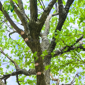 Arbre artificiel Enkianthus Perulatus avec tronc en fibre de verre, arbre artificiel personnalisé pour décoration intérieure/extérieure, mariage, résistant à l'eau, écologique - Product Image 3