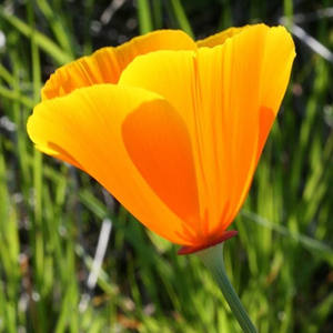 工場供給Eschscholzia Californicaパウダーカリフォルニアポピーエキス - Product Image 3