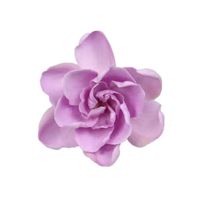 Fleur de gardénia séchée naturelle et préservée pour la remise des diplômes, le Nouvel An chinois, Noël, Thanksgiving et Pâques