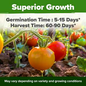 100% non-OGM héritage tomate truies <span class=keywords><strong>basilic</strong></span> truies paquet variété y compris cerise Roma zèbre tomate cultivant des planteurs - Product Image 3