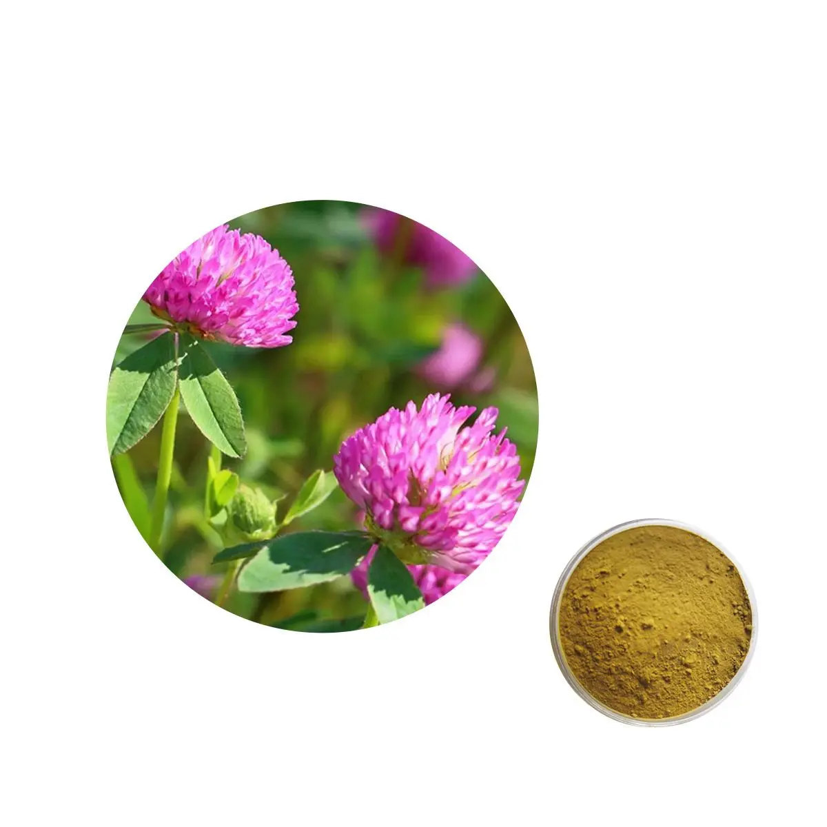 100% Natural Trifolium Pratense Extract Premium Quality Red Clover Extract Powder
