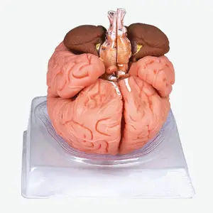 Anatomie naturelle 3d de taille de vie, modèle pour le cerveau