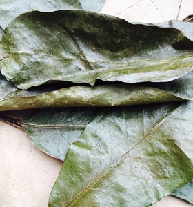 Hojas naturales secas de Graviola, <span class=keywords><strong>Annona</strong></span> muricata, hojas completas - Product Image 2