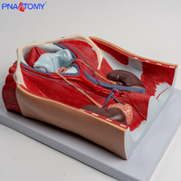 1:1 modèle de prostate de moule d'anatomie d'organe reproducteur masculin détachable pour l'outil d'enseignement de la science médicale pour la reproduction urinaire