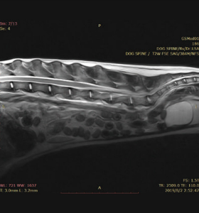 Solution mi pour petits animaux, Scanner vétérinaire 1.5T - Product Image 5