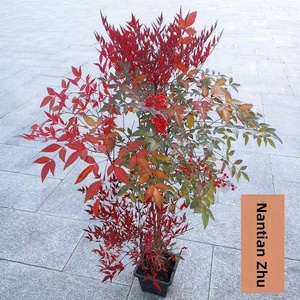 Bonsái de Nandina Flame Eight Hundred, Árbol Grande con Tronco Maduro, Ideal para Decoración de Interiores/Patio, Florece Todo el Año - Product Image 2