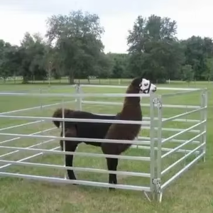 Thiết kế hiện đại thép carbon di chuyển gia súc gia súc hàng rào an toàn trang trại hàng rào an toàn với hàng rào phong cách bài viết - Product Image 6