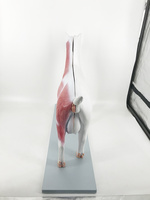 Modelo de Anatomía de Cabra de Fabricación Profesional, Modelo de Disección de Oveja y Cabra Desmontable con Músculos y Órganos para Educación Veterinaria