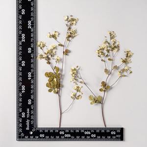 Tang Song Buds Avec Branches Vraie Fleur Fleur Séchée Matériel Paquet Ins Net Rouge Beauté Visage Décoration Fleur Pressée - Product Image 6