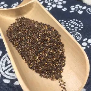 Großhandel und Einzelhandel von chinesischen Kräutern Tu si zi natürliche getrocknete Kräuter Semen Cuscutae organische chinesische Dodder zu verkaufen