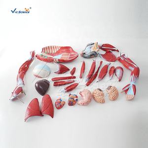 आंतरिक अंग मॉडल के साथ मानव शरीर की मांसपेशियों शरीर की शारीरिक संरचना मॉडल चिकित्सा विज्ञान शारीरिक शिक्षा मॉडल - Product Image 4