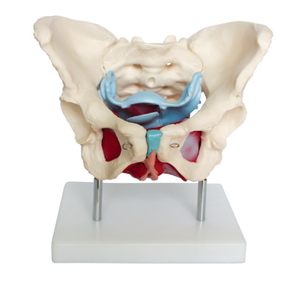 Nuevo modelo de demostración de pelvimetría, modelo de enseñanza anatómica pélvica - Product Image 4