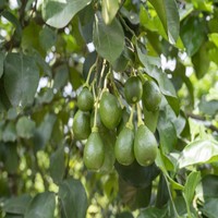 Poudre d'extrait de Naringine pure extraite de l'eau, sans solvant, de haute pureté, issue de la peau de pamplemousse, qualité alimentaire, en fût, pour l'alimentation animale