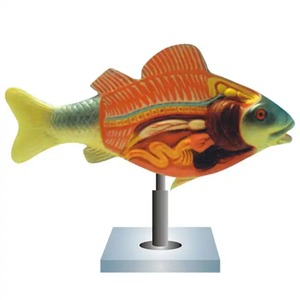 เครื่องตัดปลาสำหรับนักเรียนโมเดลการศึกษาทางชีววิทยาสัตววิทยาสำหรับอุปกรณ์การเรียนการสอนที่มีประสิทธิภาพ - Product Image 4