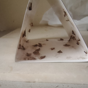 Moth Trap Sticky Paper Gel Disposable Lightweight <strong>Small</strong> <strong>Insect</strong> for Home Use MYQ-C-003 - Product Image 2