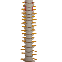Science médicale squelette humain modèle anatomie colonne vertébrale bassin PET matériel SMD01625