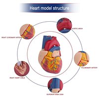 Modèles d'anatomie de haute qualité modèle de corps humain naturel grande anatomie cardiaque avec PVC et Silicone pour la formation médicale